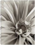 24x32 Fine Art Canvas Q857
