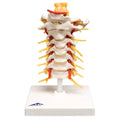 Cervical Spinal Column Anatomical Model Y74146