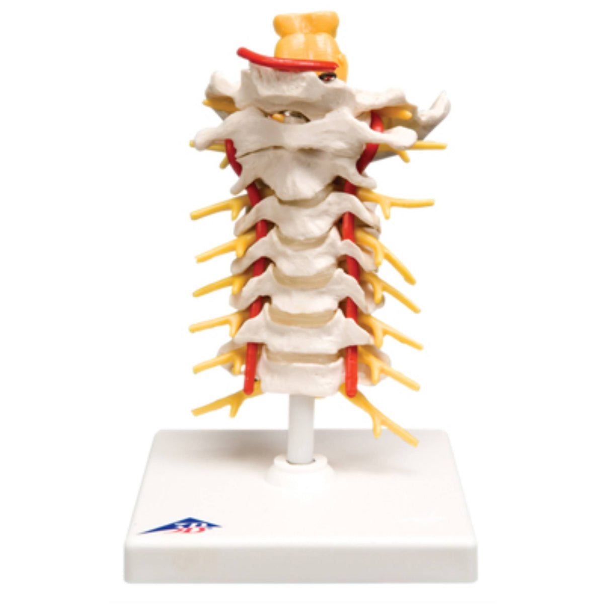 Cervical Spinal Column Anatomical Model Y74146