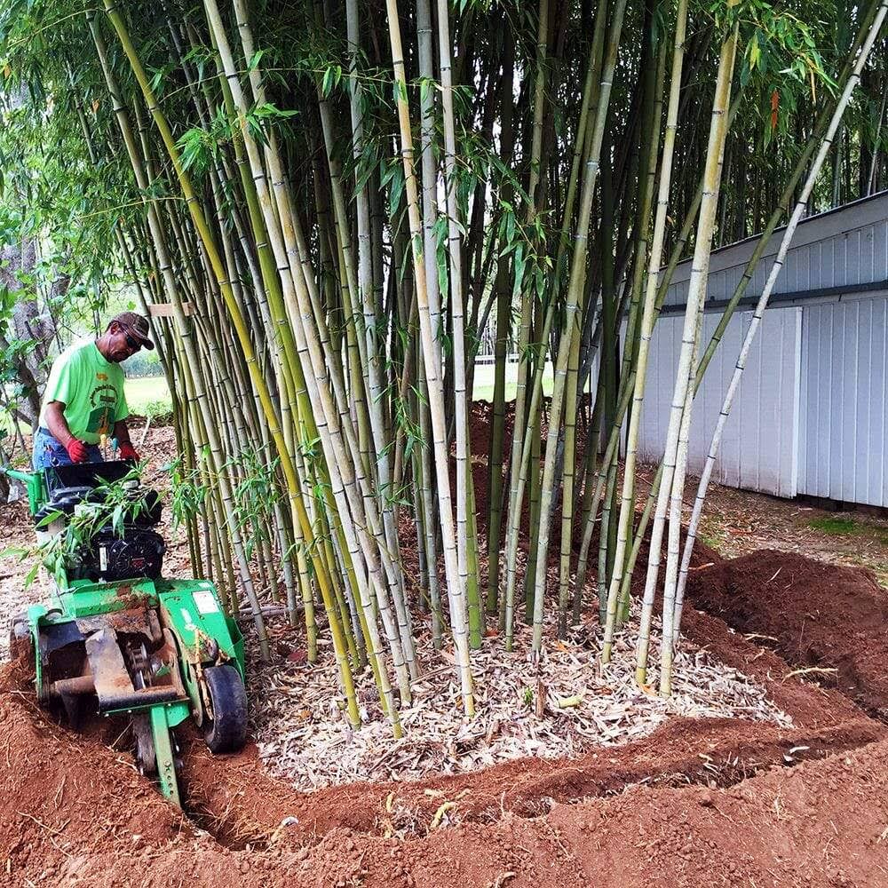 Bamboo Shield 100 Mil Thick 36in Depth 60 Feet I190