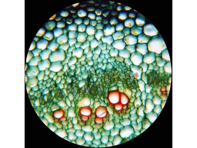40X-1600X Binocular Compound Microscope with 5MP Camera A577